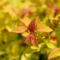 Спирея японская Голдфлейм (Spiraea japonica Goldflame)
