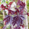 Клён остролистный Роял Ред (Acer platanoides Royal Red)