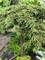 Можжевельник обыкновенный Грин Карпет (Juniperus communis Green Сarpet)