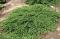 Можжевельник обыкновенный Грин Карпет (Juniperus communis Green Сarpet)