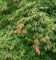 Клен ложнозибольдов Айс Драгон (Acer pseudosieboldianum Ice Dragon)