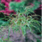 Крушина ломкая Аспленифолиа (Rhamnus frangula Asplenifolia)