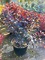 Скумпия кожевенная Роял Перпл (Cotinus coggygria Royal Purple)
