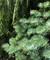 Пихта одноцветная (Abies Concolor)