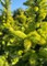 Ель колючая Майголд (Picea pungens Maigold)