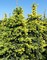 Ель колючая Майголд (Picea pungens Maigold)