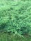 Можжевельник горизонталь Андора Компакта (Juniperus horizontalis Andorra Compactа)