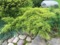 Можжевельник средний Голдкиссен (Juniperus sabina Goldkissen)