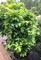 Дуб болотный Грин Дварф (Quercus palustris Green Dwarf)