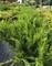 Можжевельник средний Минт Джулеп (Juniperus sabina Mint Julep)
