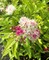 Спирея японская Дженпеи/Широбана (Spiraea japonica Genpei)