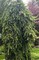 Ель обыкновенная Инверса (Picea abies Inversa)