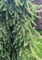 Ель обыкновенная Инверса (Picea abies Inversa)