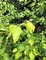 Береза пушистая Ауреа (Bétula pubéscens Aurea)