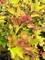 Пузыреплодник калинолистный Дартс Голд (Physocarpus opulifolius Dart's Gold)