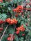Рябина обыкновенная Пендула (Sorbus aucuparia Pendula)