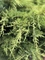 Можжевельник средний Олд Голд (Juniperus sabina Old Gold)