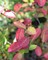 Ирга канадская Ламарка (Amelanchier lamarckii)