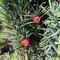 Тис ягодный Фастигиата Робуста (Taxus baccata Fastigiata Robusta)