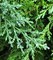 Можжевельник казацкий Тамарасифолия (Juniperus sabina Tamariscifolia)
