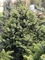 Ель сербская Нана (Picea omorika Nana)