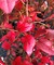 Голубика садовая Дарроу (Vaccinium corymbosum Darrow)