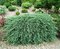 Можжевельник горизонтальный Вилтони (Juniperus horizontalis Wiltonii)