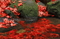 Клен красный Саммер Ред (Acer rubrum Summer Red)