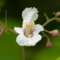 Катальпа бигнониевидная Аурея (Catalpa bignonioides Aurea)