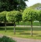 Клён остролистный Глобозум (Acer platanoides Globosum)