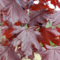 Клён остролистный Роял Ред (Acer platanoides Royal Red)