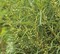 Крушина ломкая Аспленифолиа (Rhamnus frangula Asplenifolia)