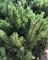 Сосна горная Лаурин (Pinus mugo Laurin)
