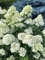 Гортензия метельчатая Литл Лайм (Hydrangea paniculata Little Lime)