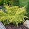 Можжевельник средний Олд Голд (Juniperus sabina Old Gold)