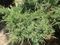 Можжевельник средний Хетц (Juniperus sabina Hetz)