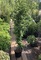 Бук лесной Грин Обелиск (Fagus sylvatica Green Obelisk)