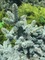 Ель колючая Ольденбург (Picea pungens Oldenburg)