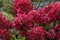 Гортензия метельчатая Вимс Ред (Hydrangea paniculata Wim"s Red)