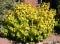 Пузыреплодник калинолистный Дартс Голд (Physocarpus opulifolius Dart's Gold)