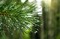 Сосна горная Колумнарис (Pinus mugo Сolumnaris)