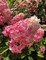 Гортензия метельчатая Пинк Даймонд (Hydrangea paniculata Pink Diamond)