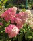 Гортензия метельчатая Пинк Даймонд (Hydrangea paniculata Pink Diamond)