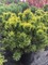 Сосна горная Пумилио (Pinus mugo Pumilio)