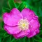 Роза морщинистая или ругоза (Rosa rugosa)