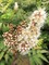 Рябинник Рябинолистный Сэм (Sorbaria sorbifolia Sem)