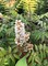 Рябинник Рябинолистный Сэм (Sorbaria sorbifolia Sem)