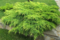 Можжевельник средний Пфитцериана Ауреа (Juniperus sabina Pfitzeriana Aurea)