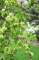 Вяз голый Пендула (Ulmus glabra Pendula)