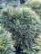 Сосна Веймутова Минима (лат.Pinus strobus Minima)